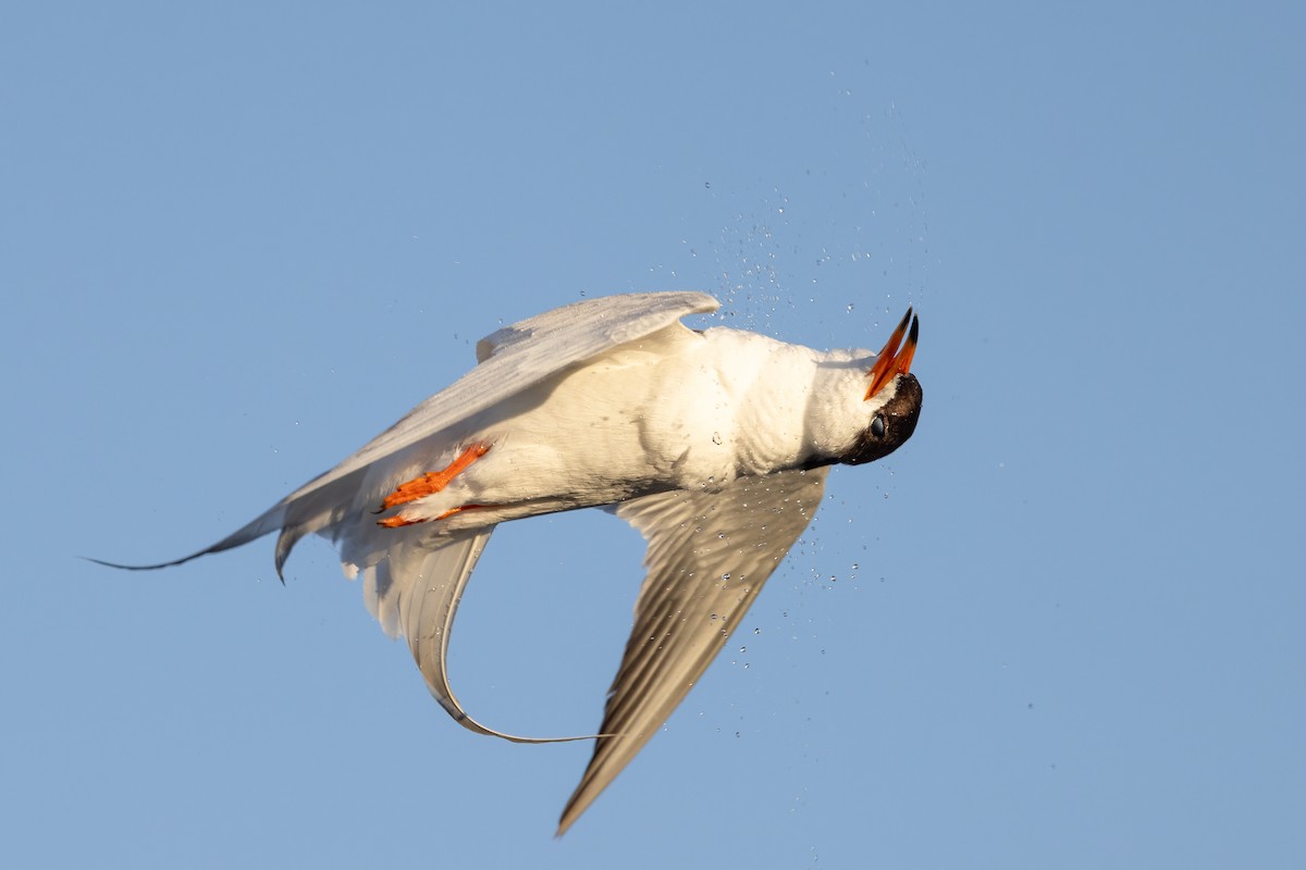 Forster's Tern - ML620777160