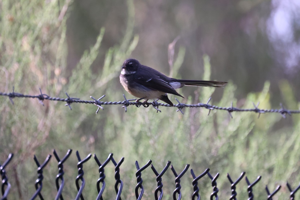 Gray Fantail - ML620777161