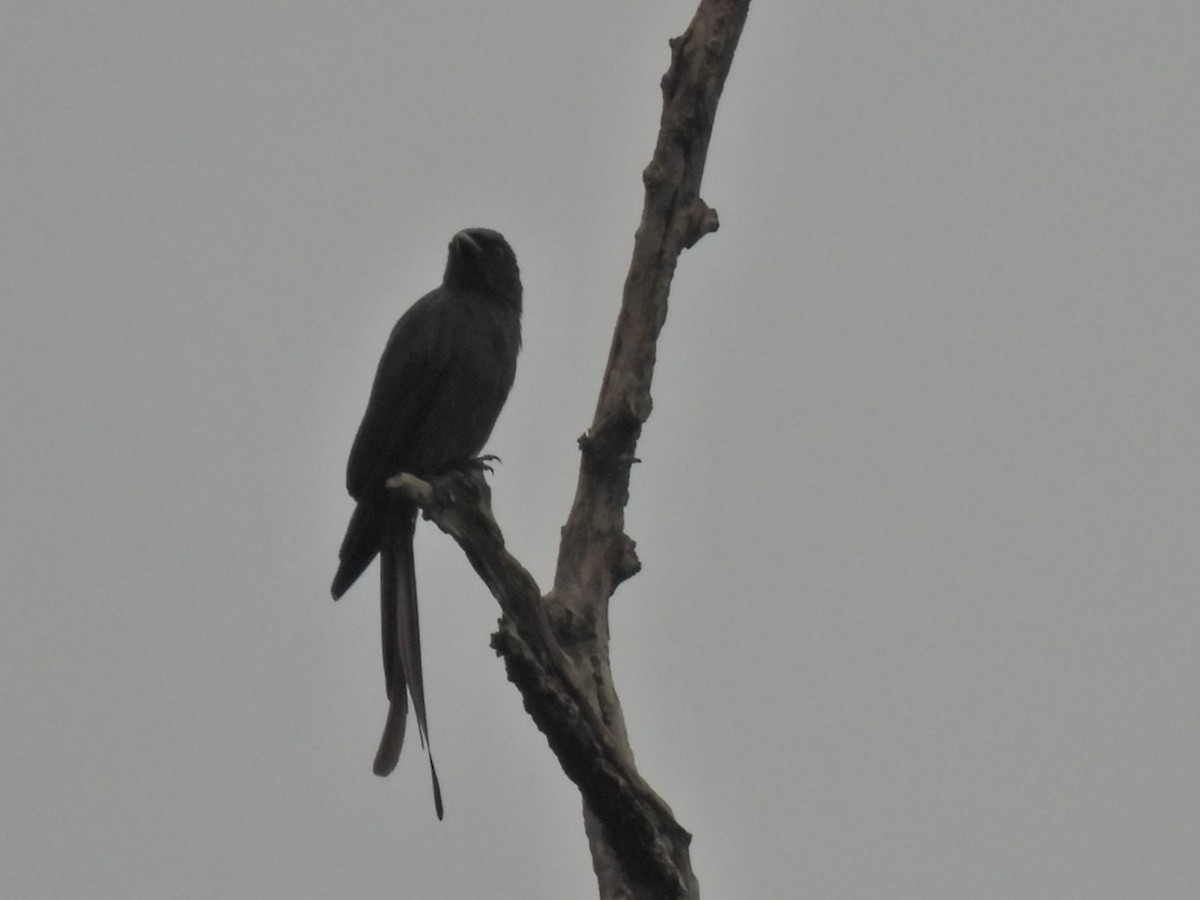 Black Drongo - ML620777162