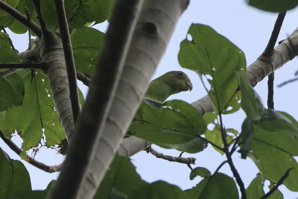 Singing Parrot - ML620777165