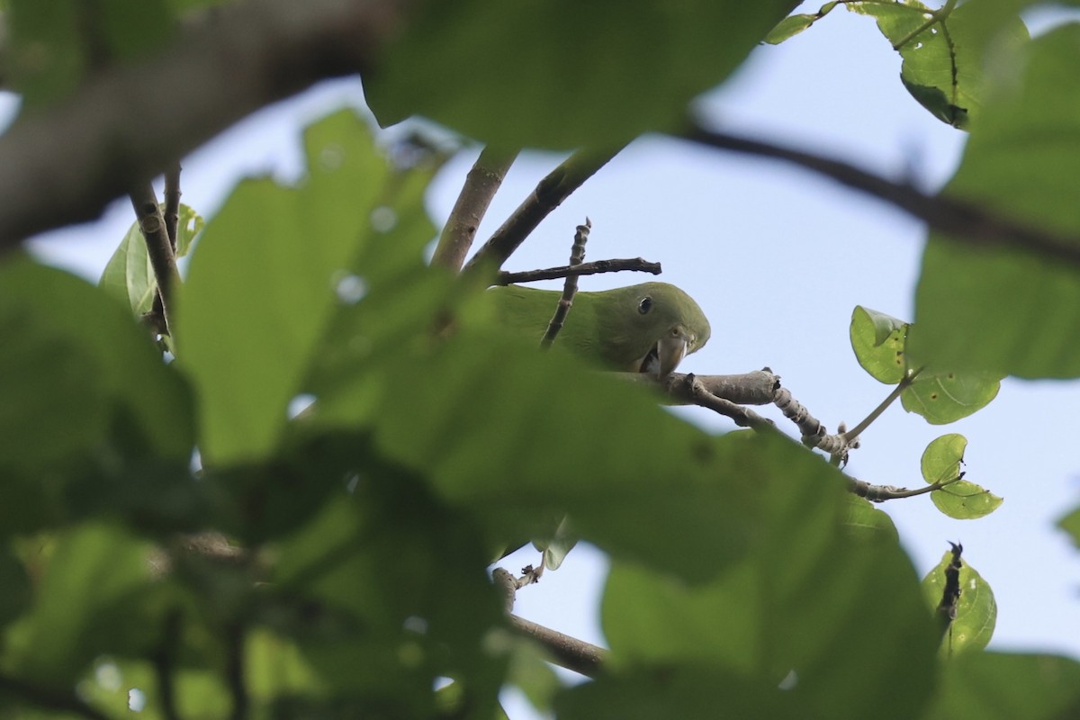 Singing Parrot - ML620777166