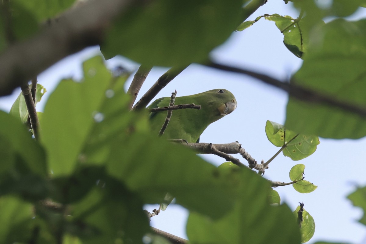 キガシラインコ - ML620777167