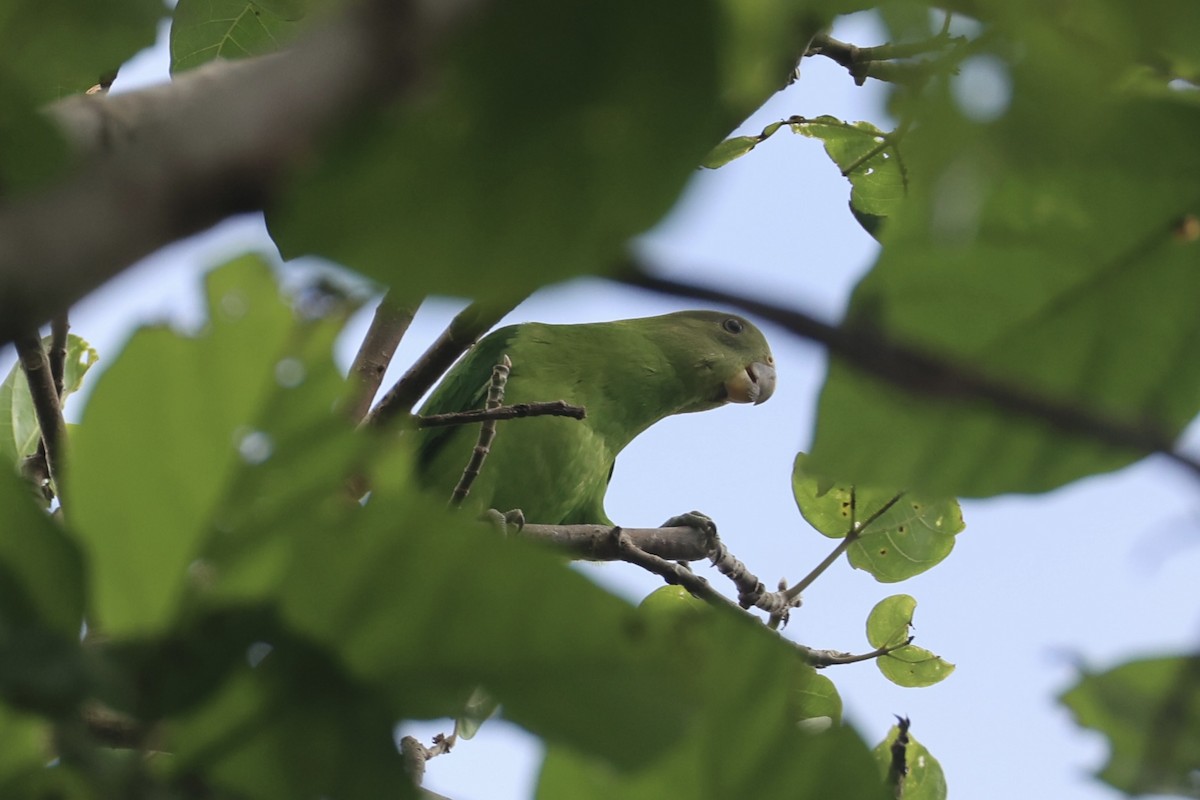 キガシラインコ - ML620777168