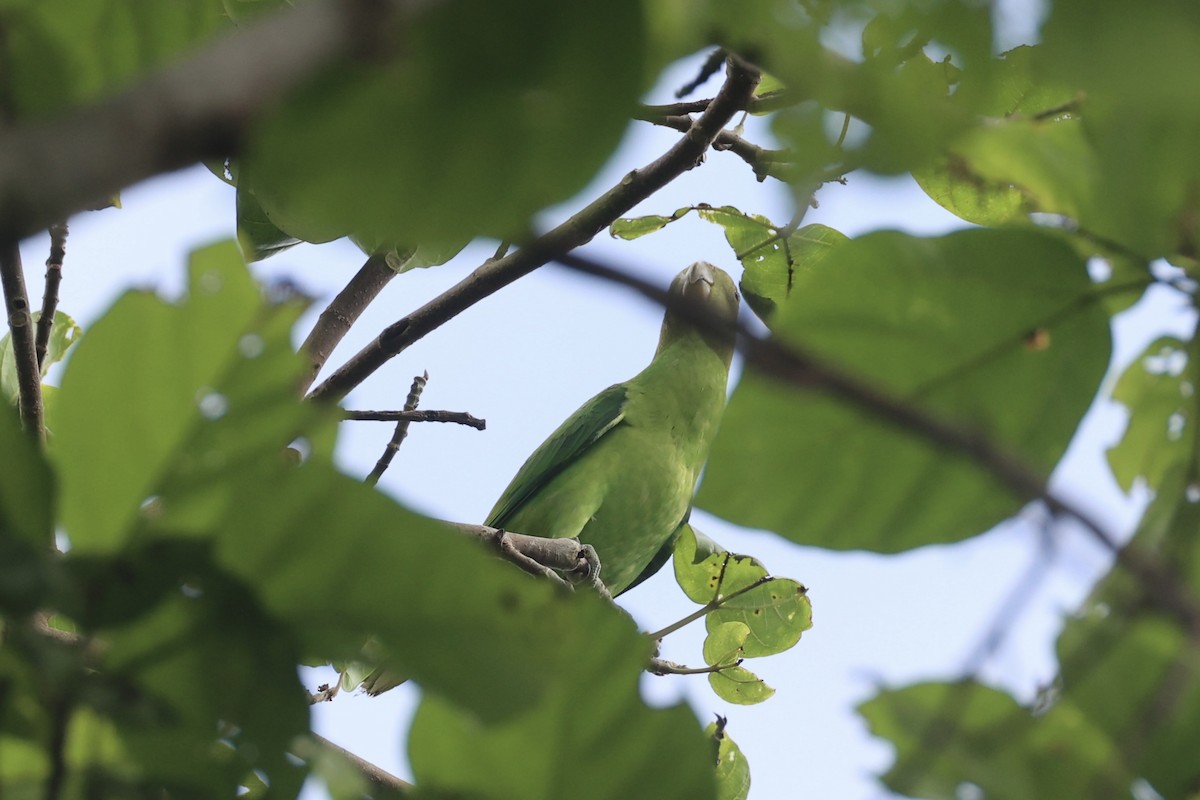 キガシラインコ - ML620777169