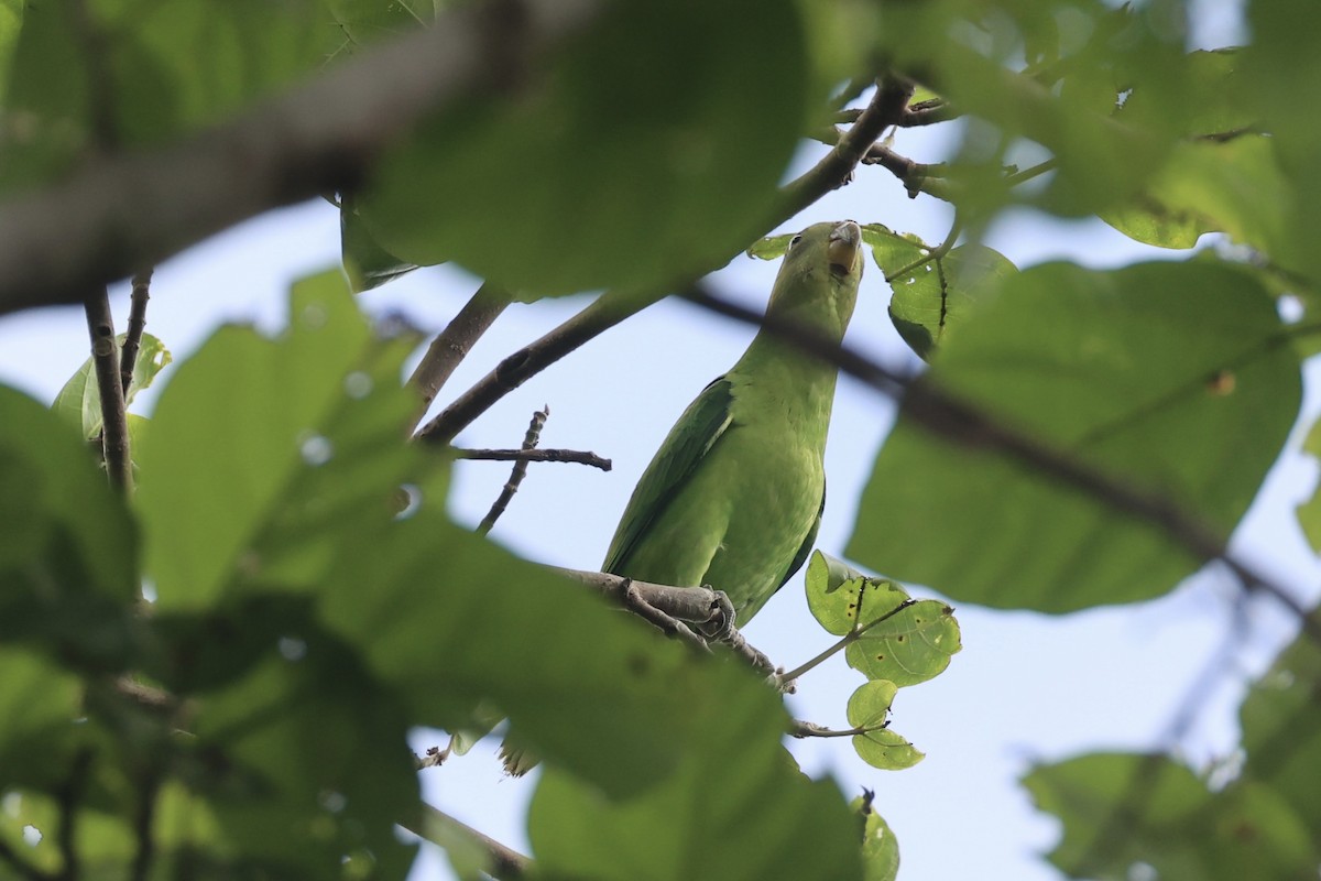 キガシラインコ - ML620777170