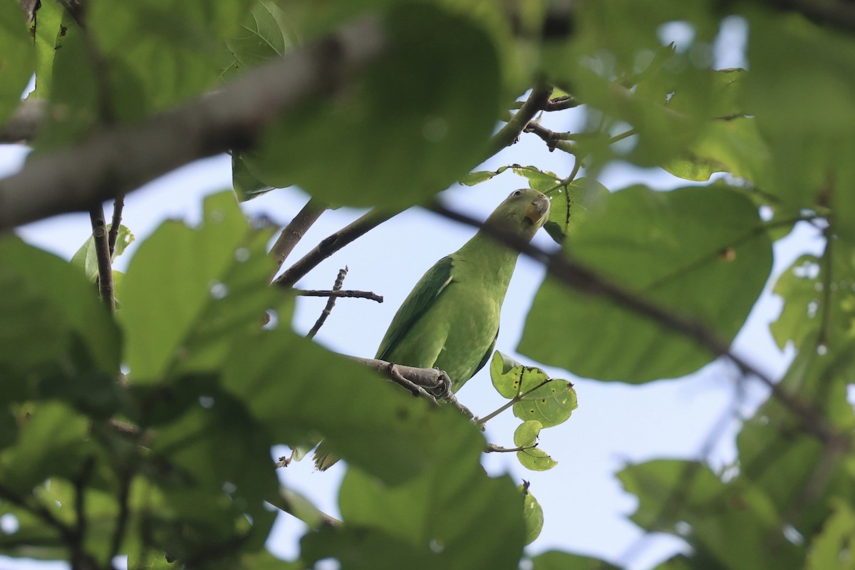 Singing Parrot - ML620777171