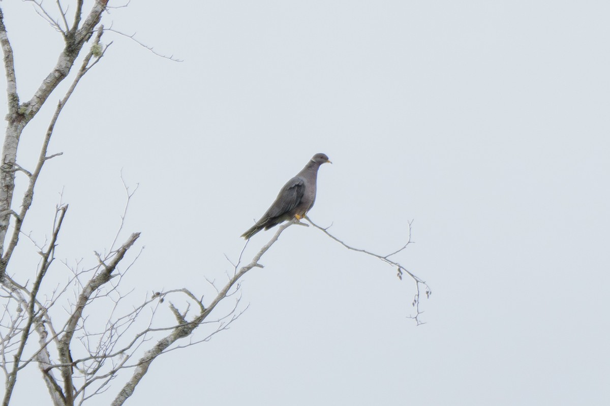 Band-tailed Pigeon - ML620777173