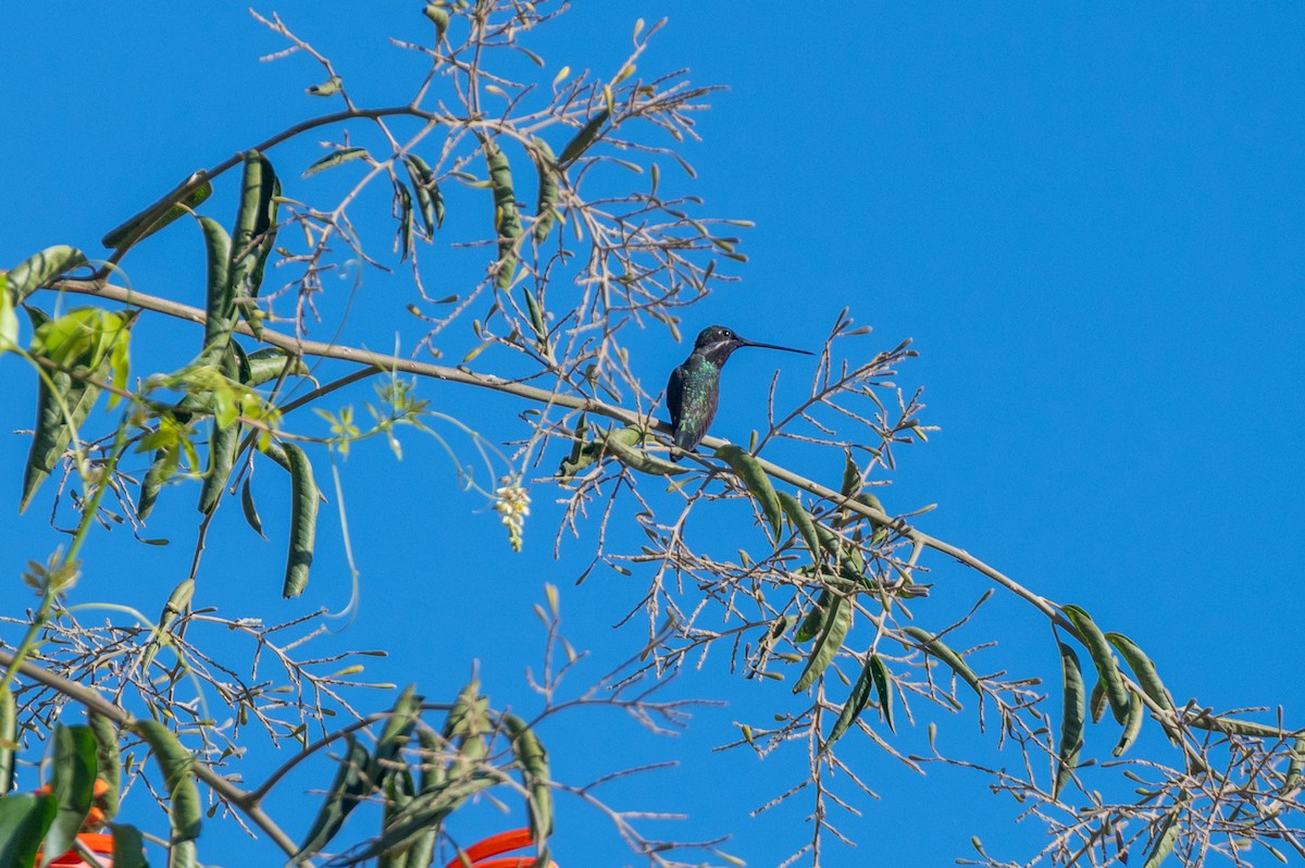 Colibrí Escamoso - ML620777175