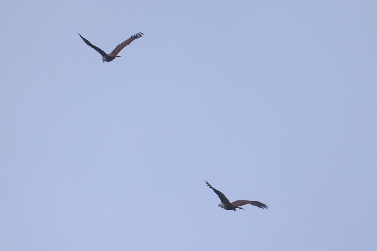 Brahminy Kite - ML620777178