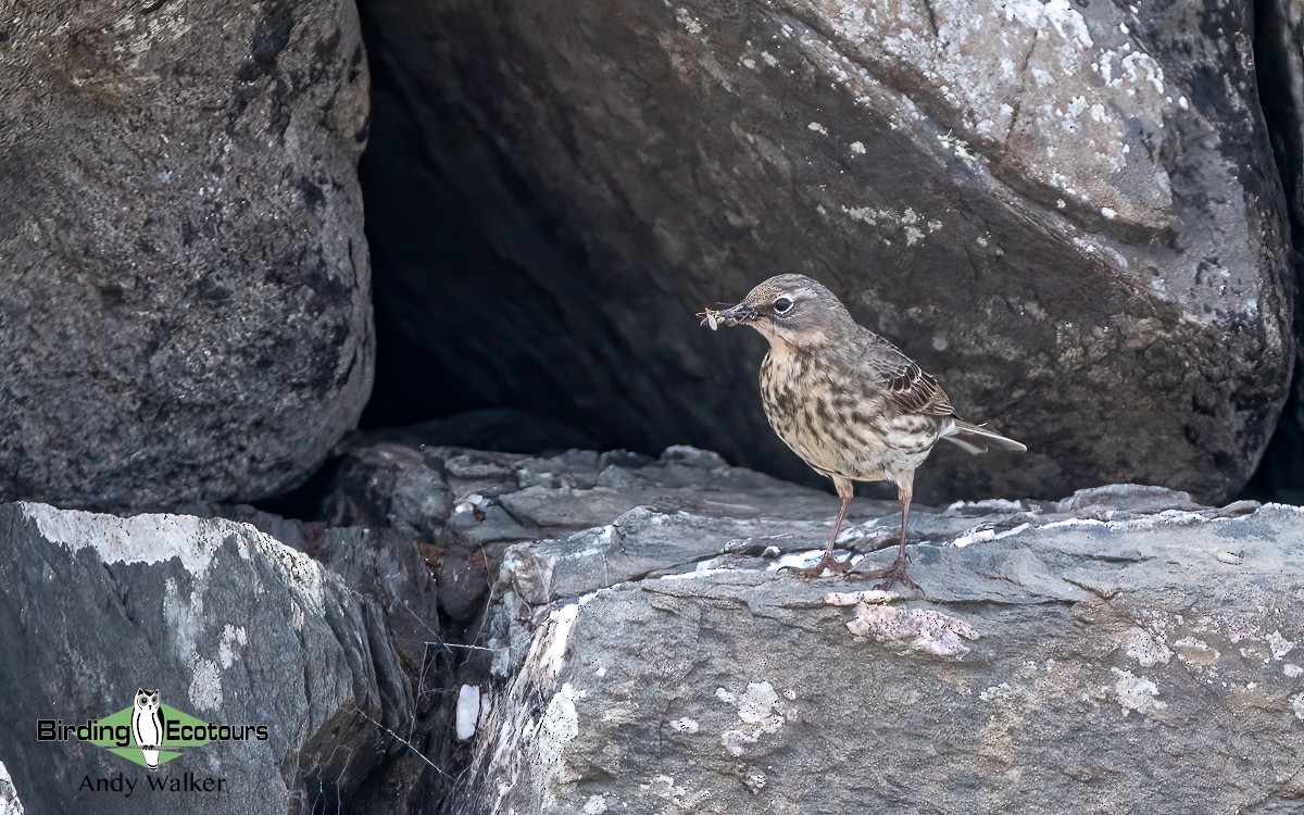 Rock Pipit (Western) - ML620777180