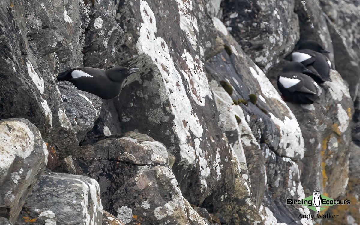 Black Guillemot (grylle Group) - ML620777181