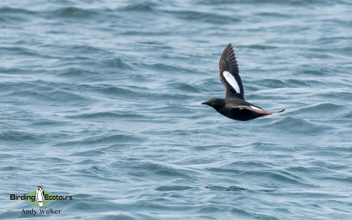 Black Guillemot (grylle Group) - ML620777182