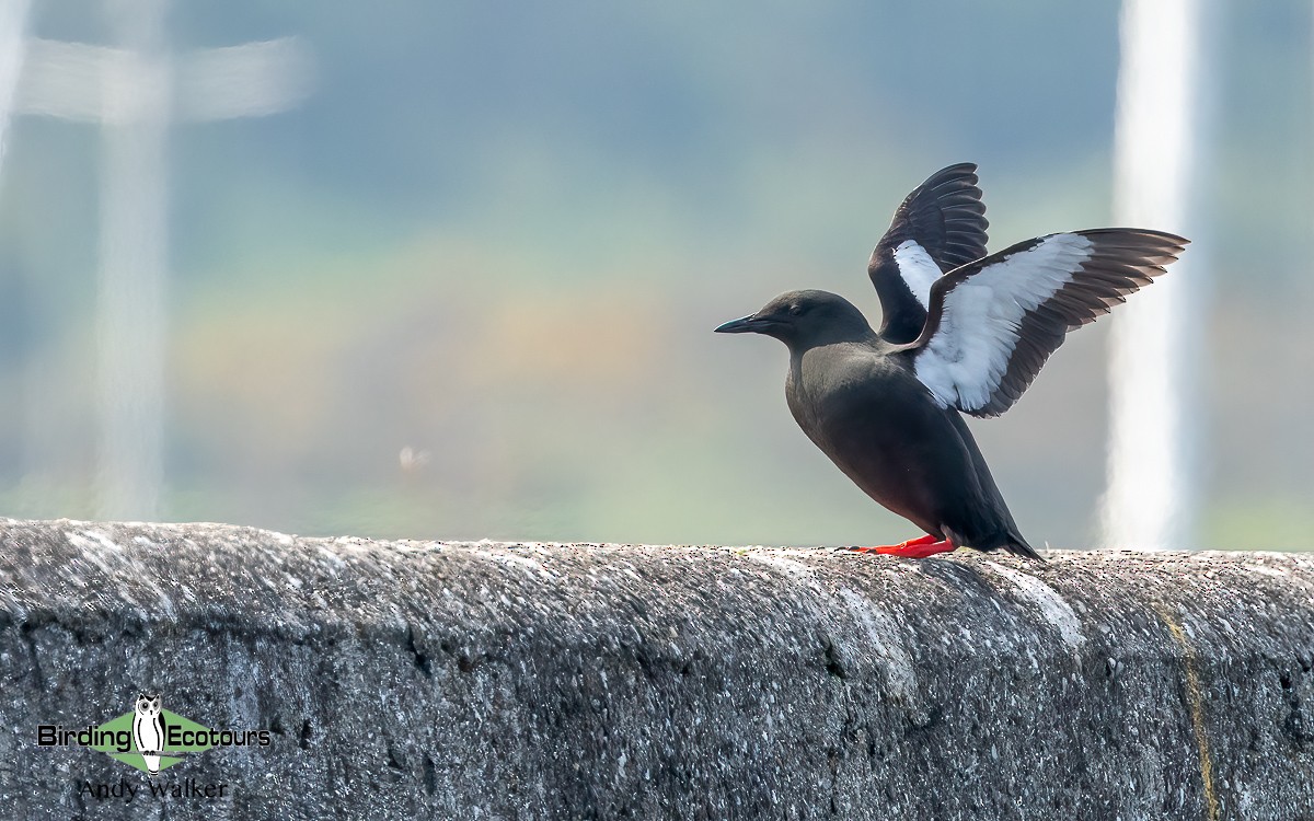 Black Guillemot (grylle Group) - ML620777183