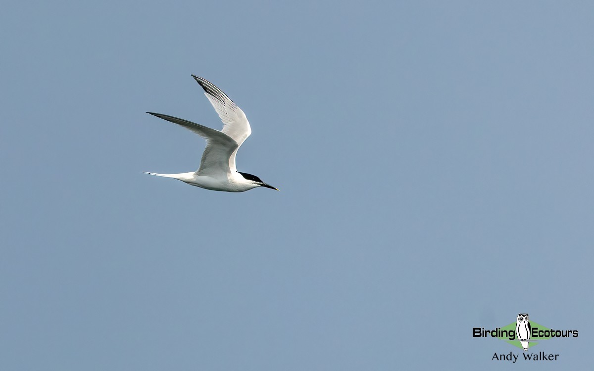 Sandwich Tern (Eurasian) - ML620777184