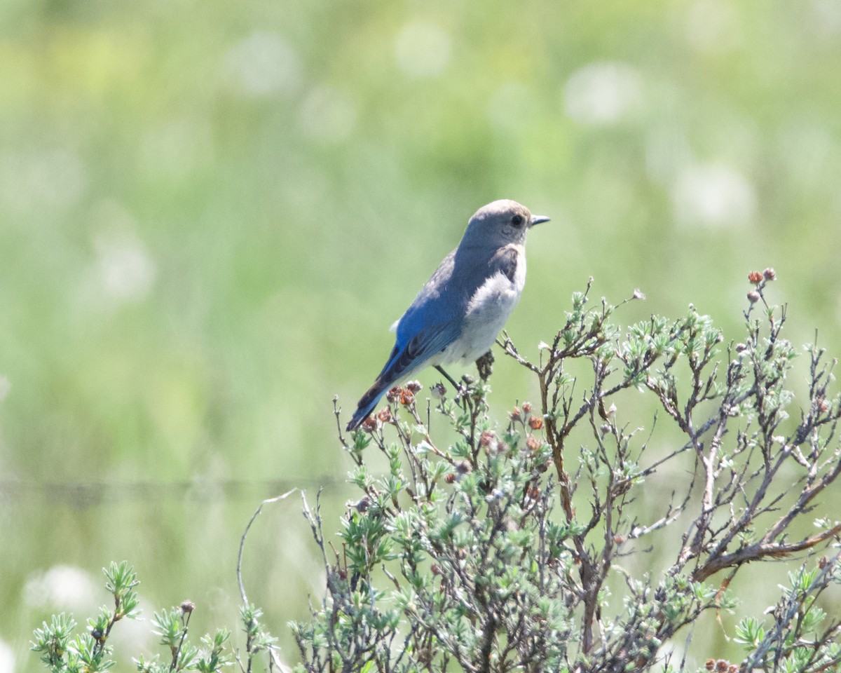 Mountain Bluebird - John Anderson