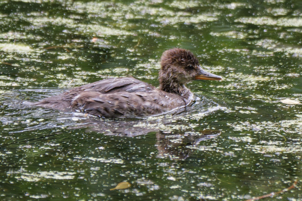 Hooded Merganser - ML620777186