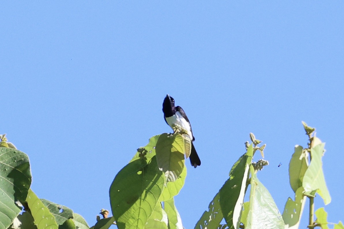 Steel-blue Flycatcher - ML620777187