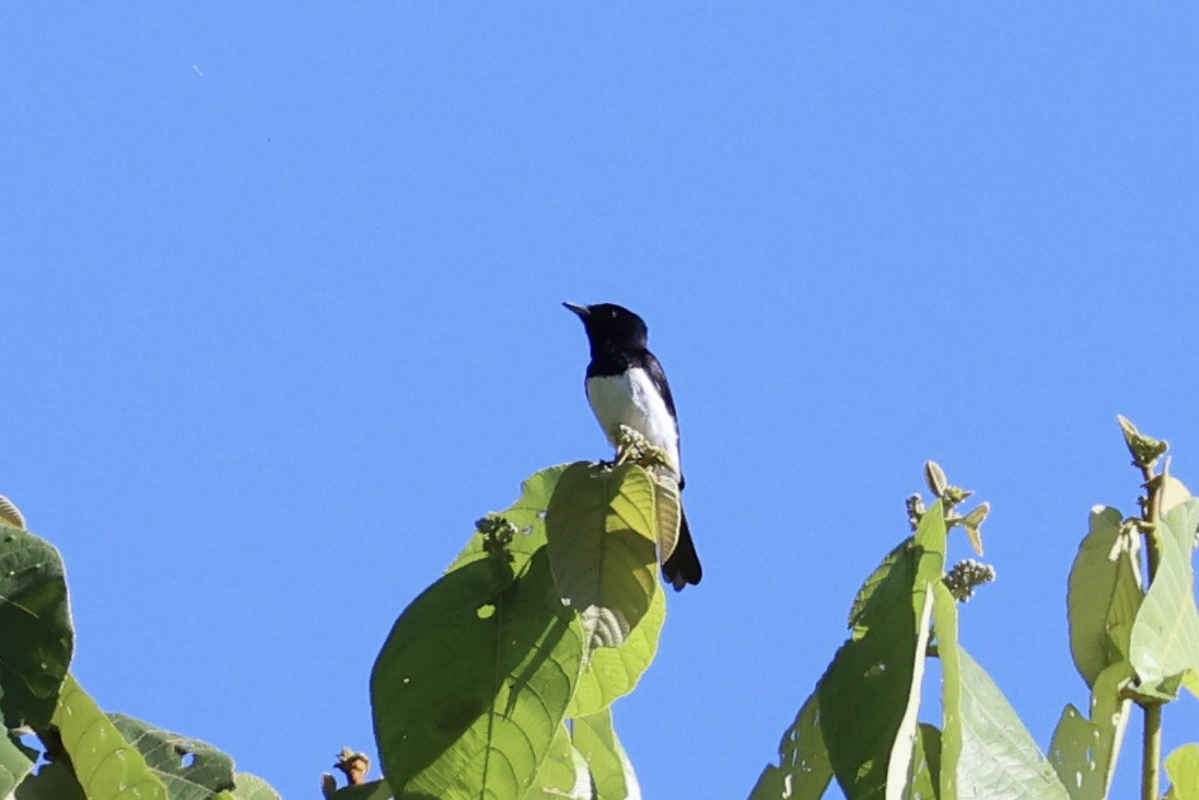 Steel-blue Flycatcher - ML620777188