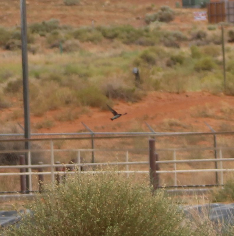 Golondrina Bicolor - ML620777189