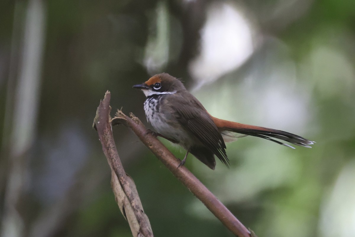 Solomons Rufous Fantail - ML620777191