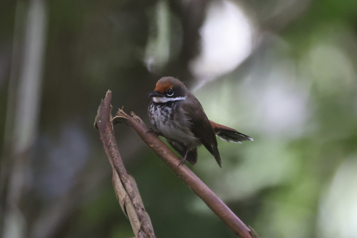 Solomons Rufous Fantail - Andrew William