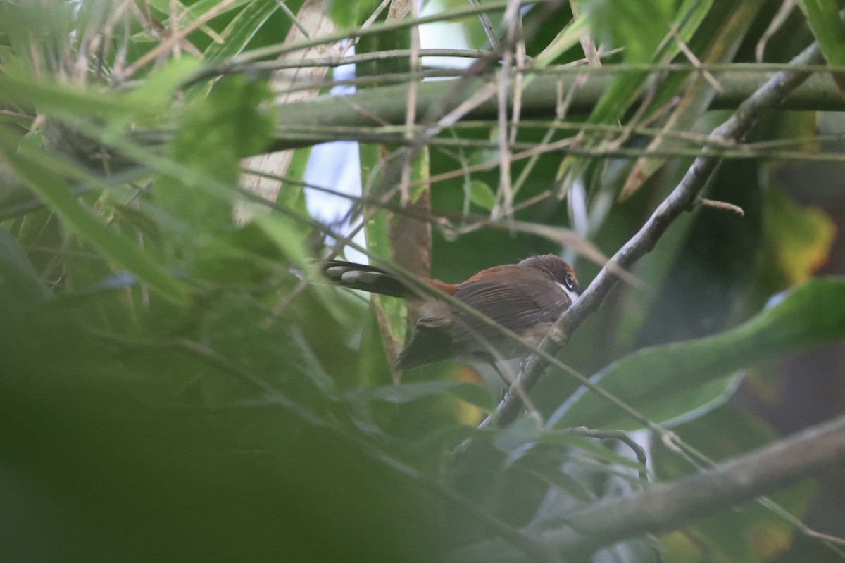 Solomons Rufous Fantail - ML620777193