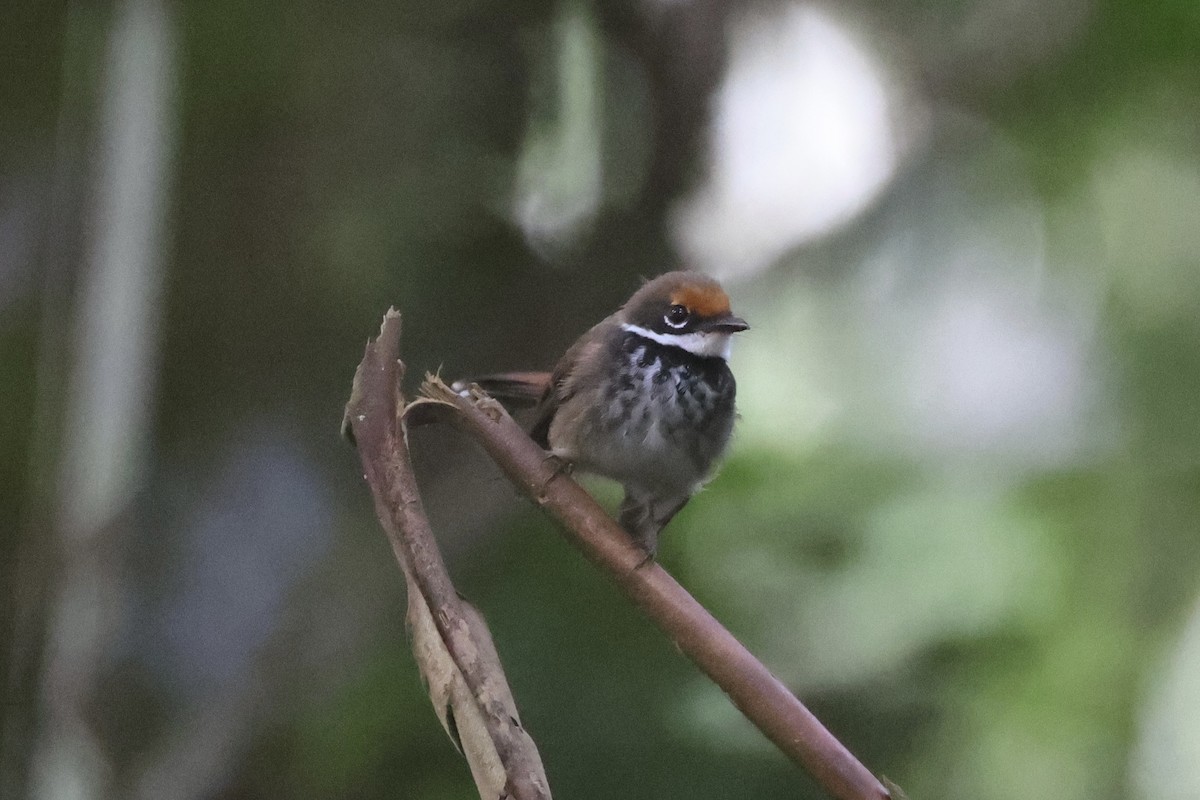 Solomons Rufous Fantail - ML620777194