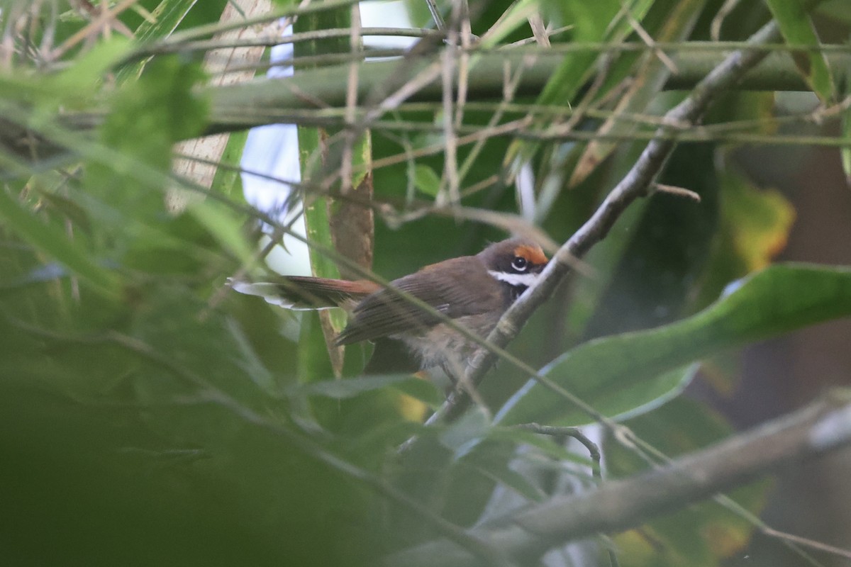 Solomons Rufous Fantail - ML620777195