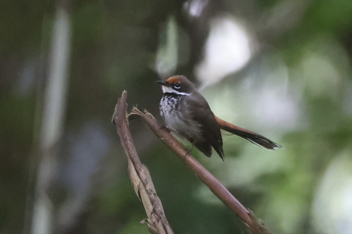 Solomons Rufous Fantail - ML620777196