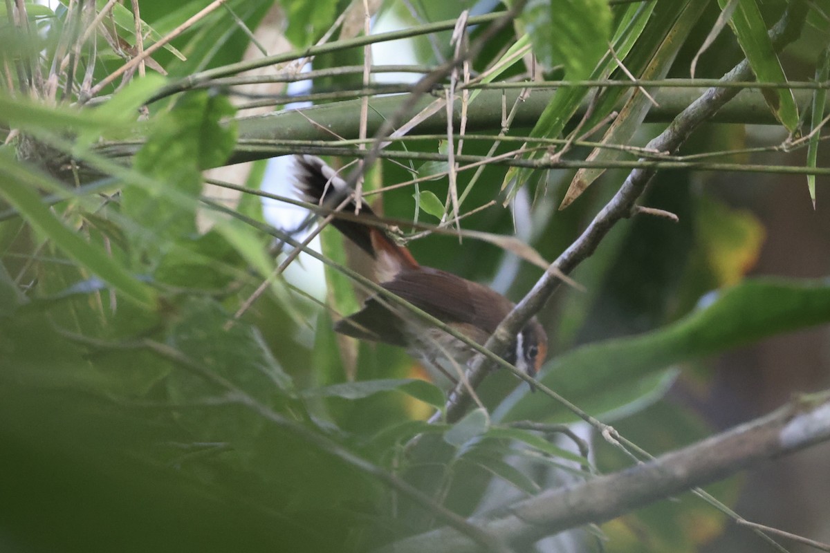 Solomons Rufous Fantail - ML620777197