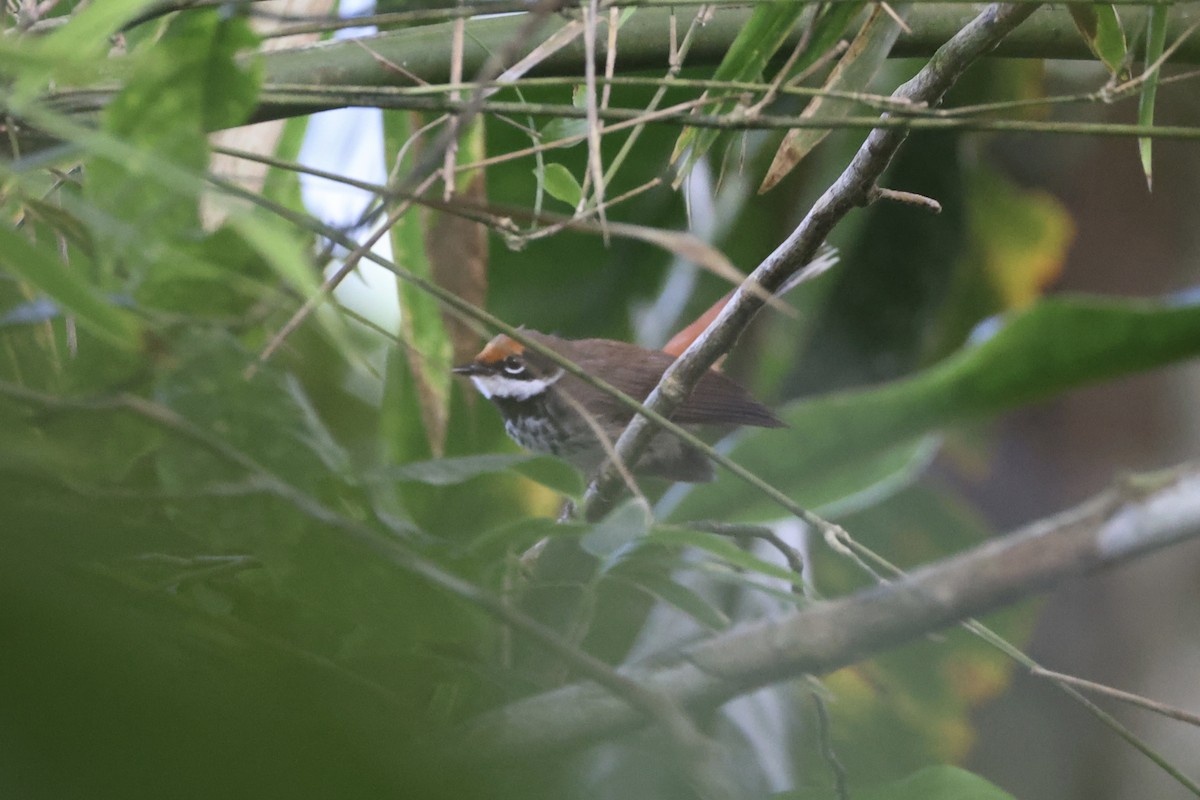 Solomons Rufous Fantail - Andrew William