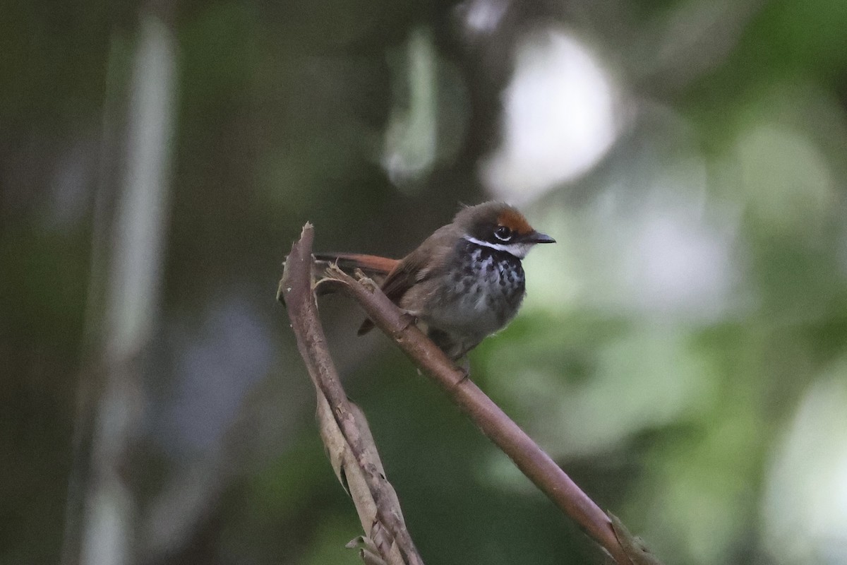 Solomons Rufous Fantail - ML620777199