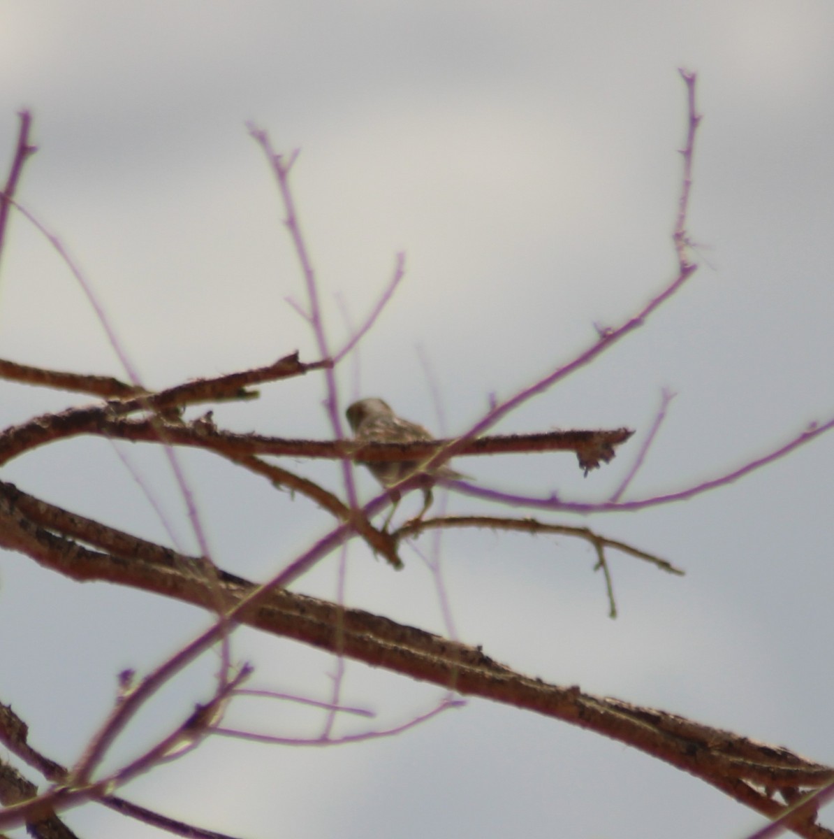 new world sparrow sp. - ML620777203