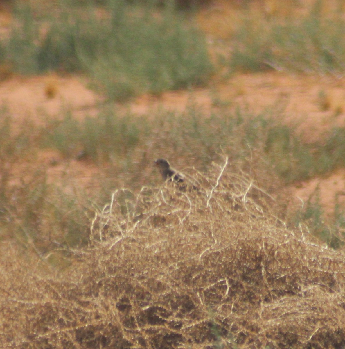 new world sparrow sp. - Marsha Painter