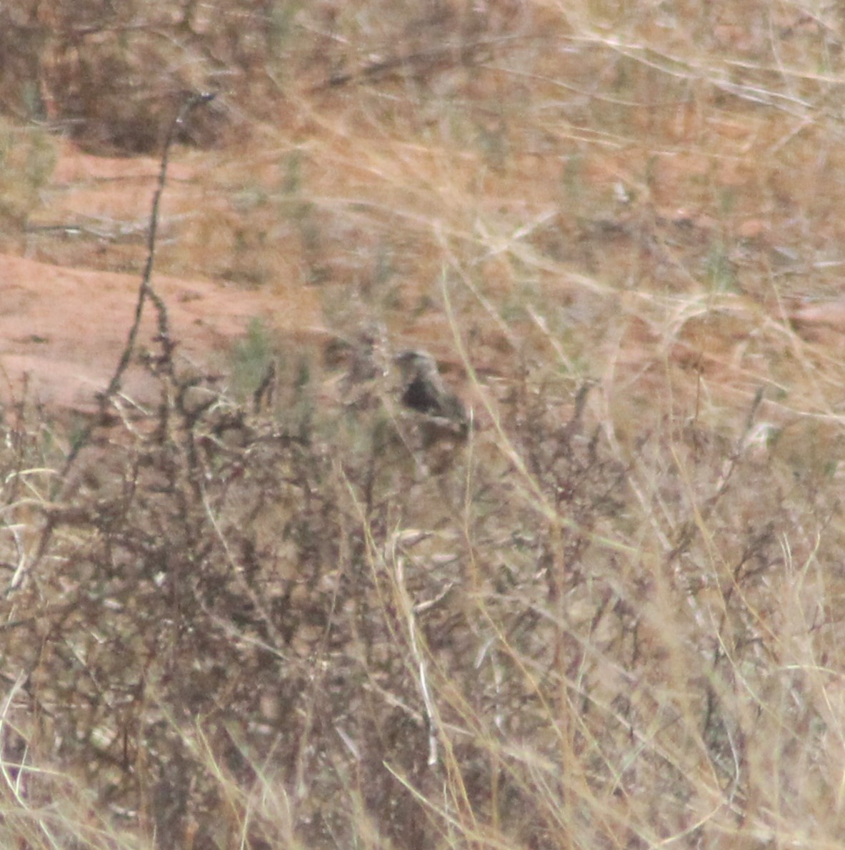 new world sparrow sp. - ML620777205