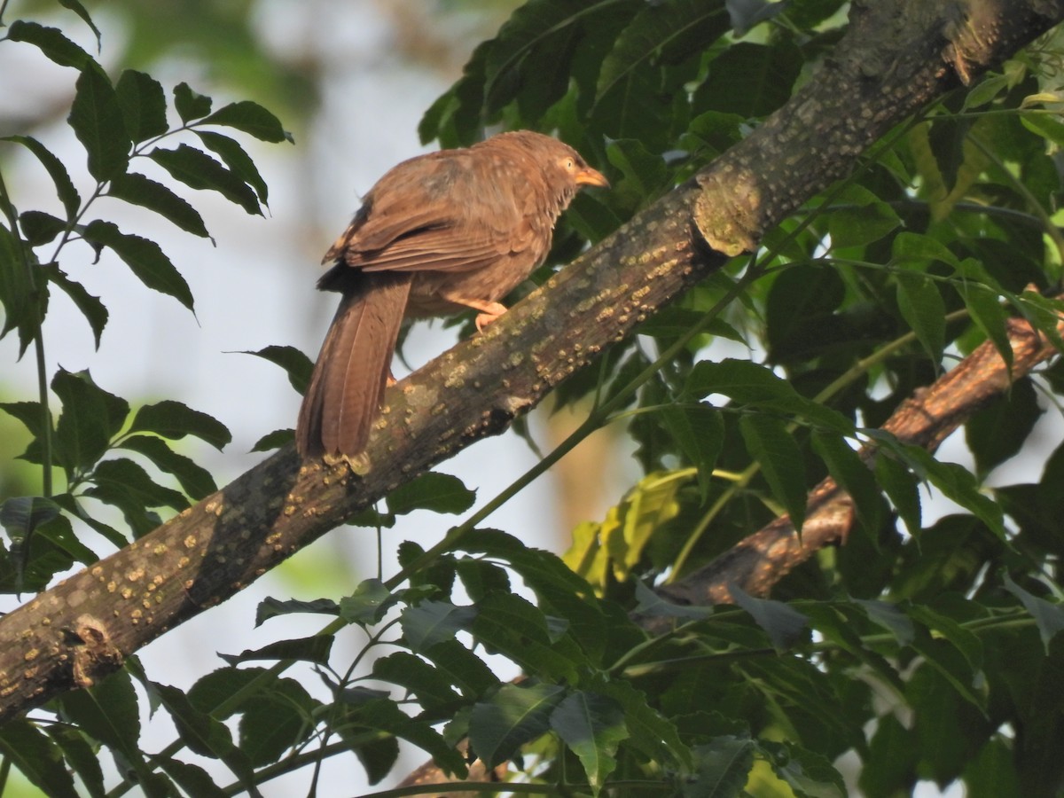 Jungle Babbler - ML620777212