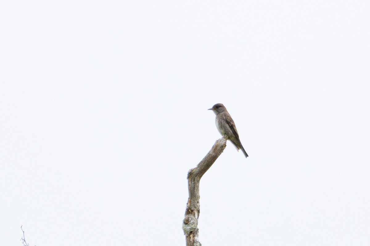 Olive-sided Flycatcher - ML620777214