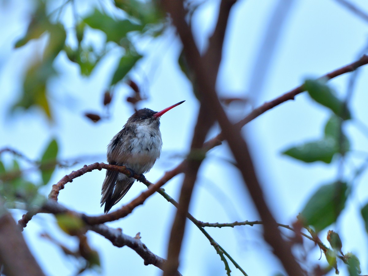 Violet-crowned Hummingbird - ML620777217