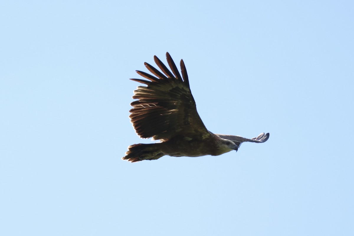 Sanford's Sea-Eagle - ML620777219