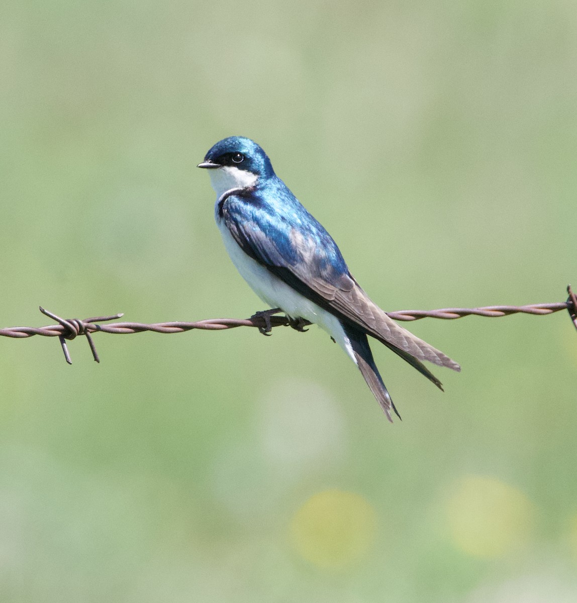 Tree Swallow - ML620777221