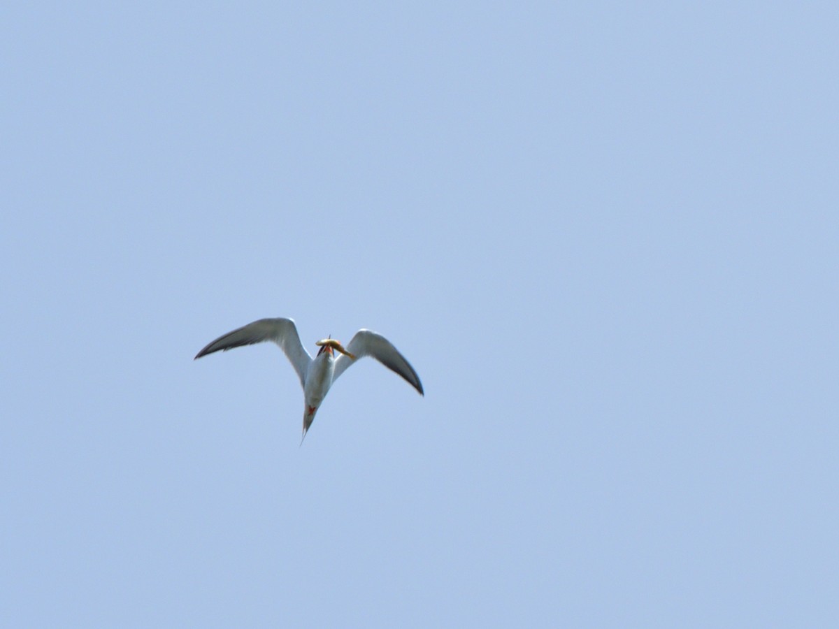 Forster's Tern - ML620777223