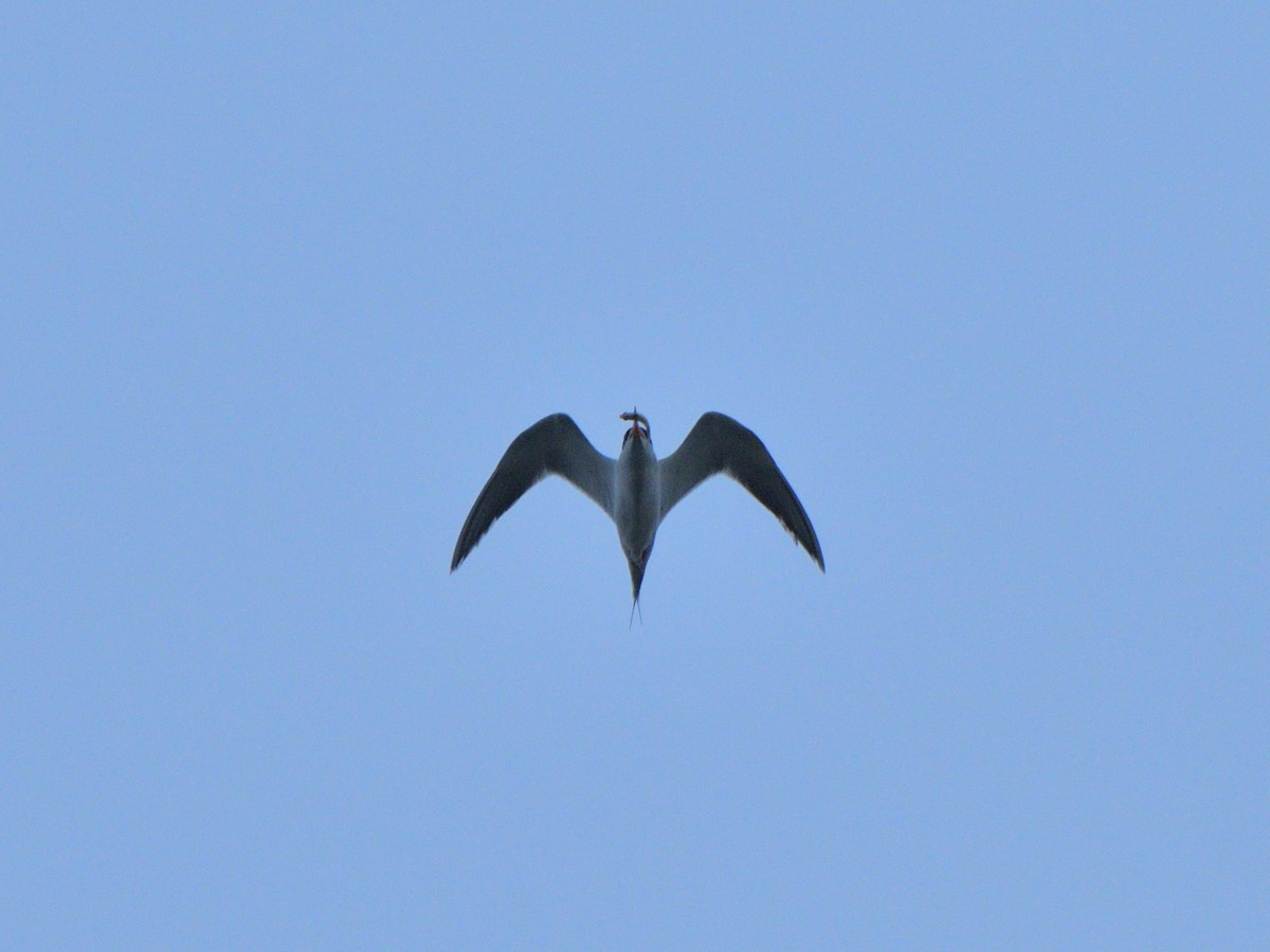 Forster's Tern - ML620777224