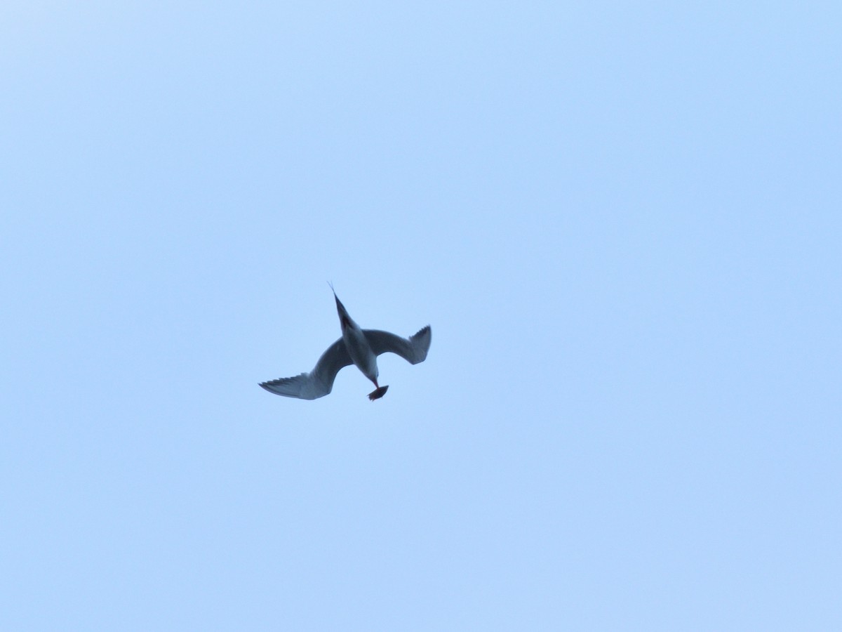 Forster's Tern - ML620777225