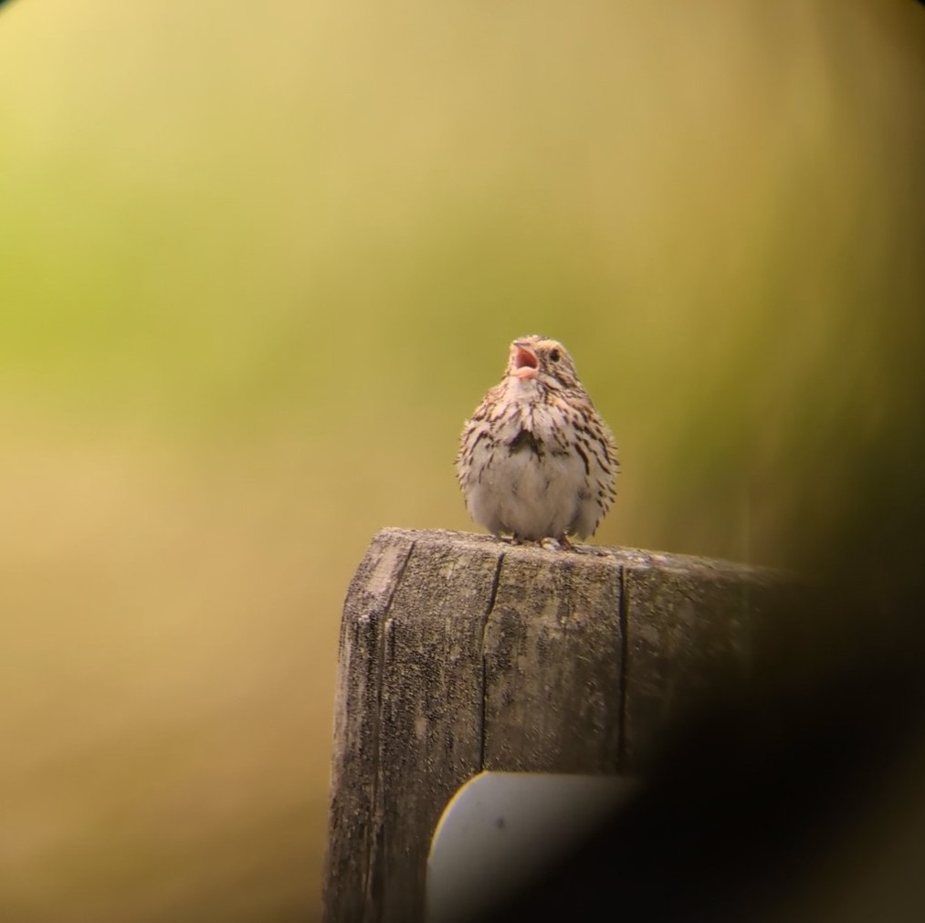 Savannah Sparrow (Savannah) - ML620777227