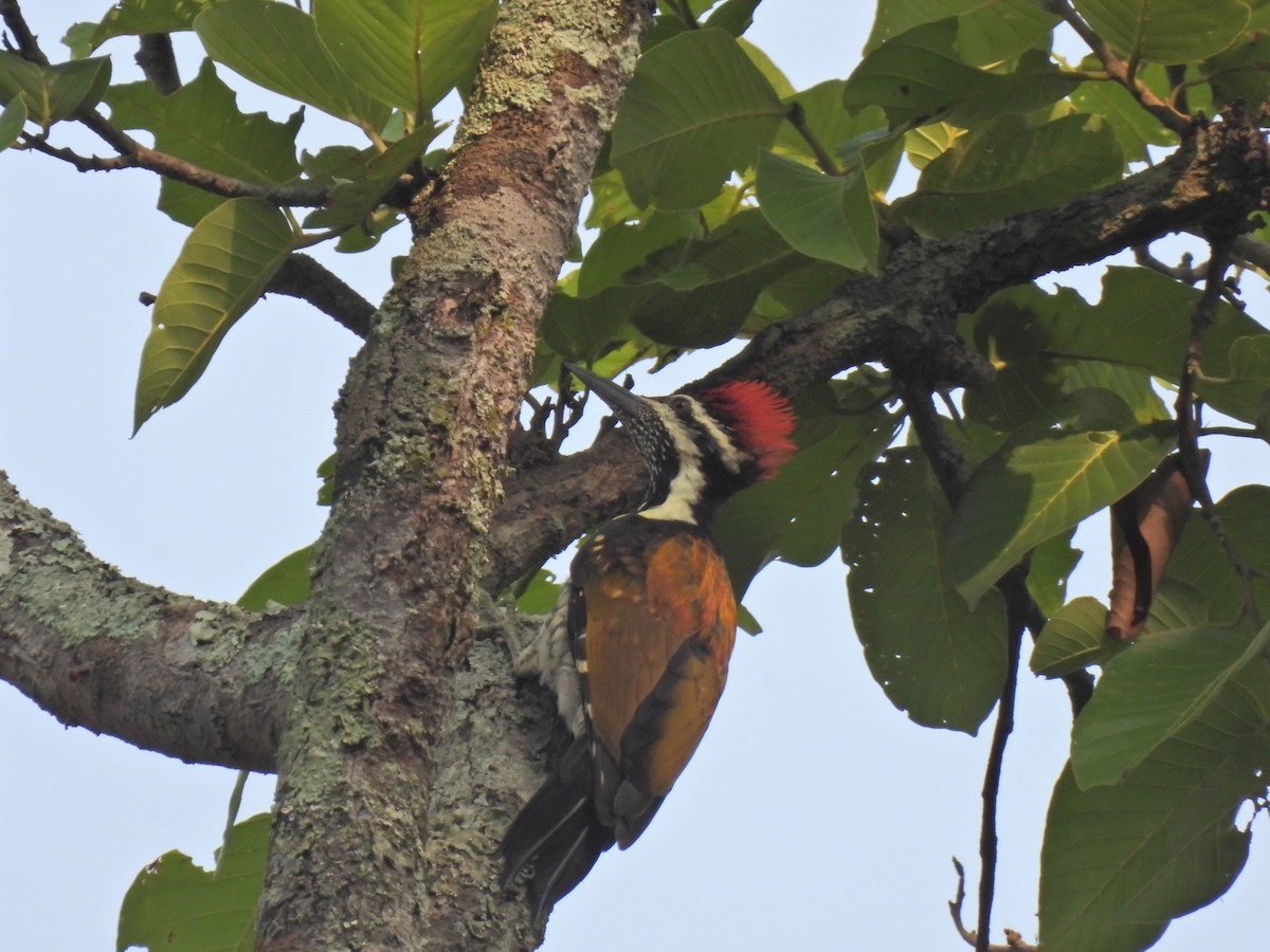 Black-rumped Flameback - ML620777229