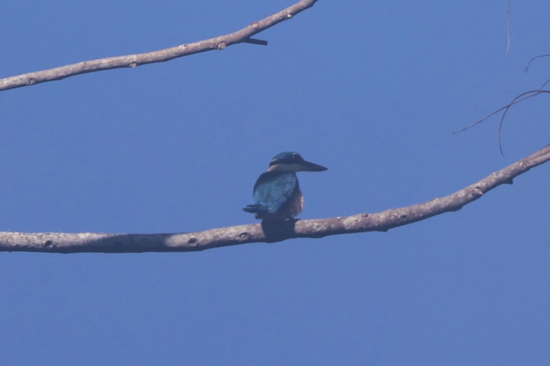 Melanesian Kingfisher - Andrew William