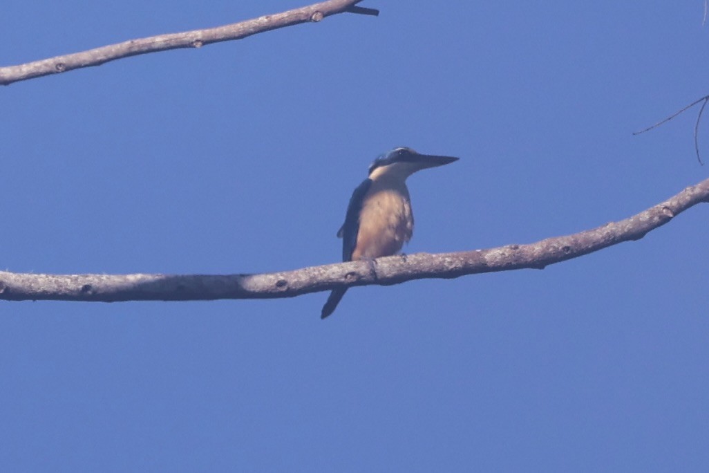 Melanesian Kingfisher - ML620777231