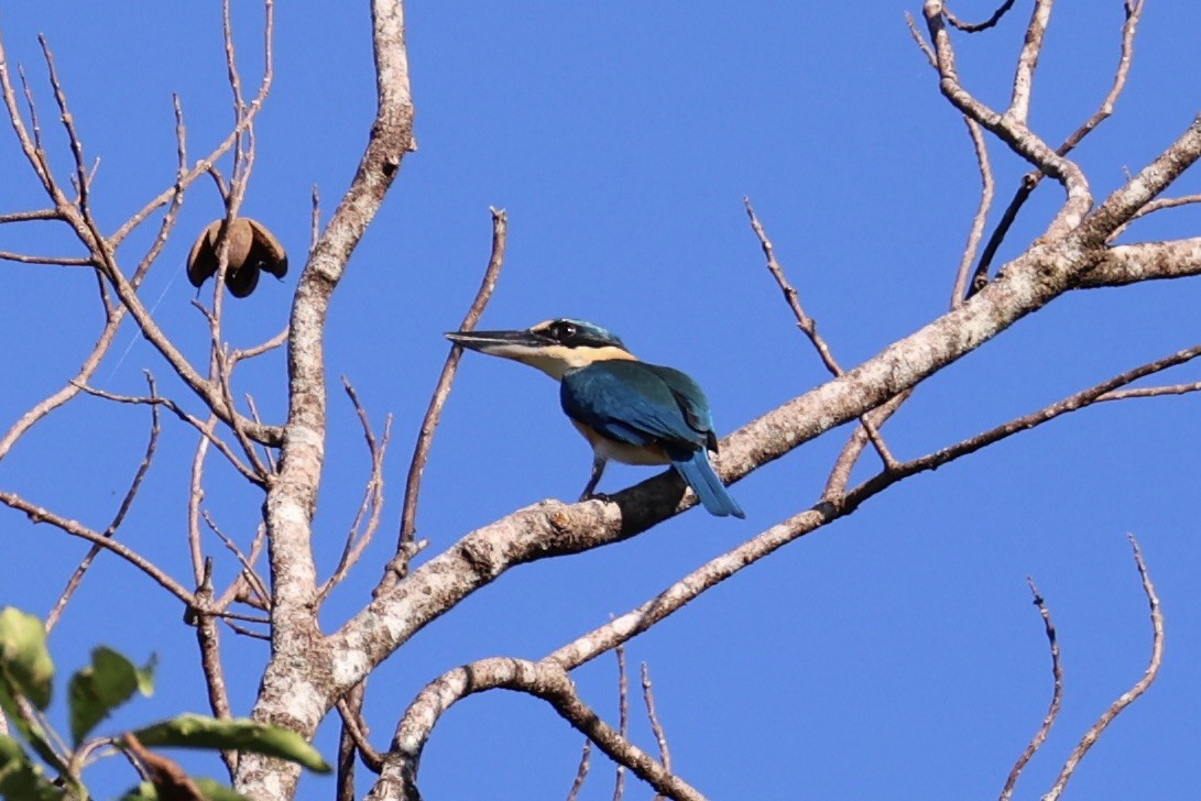 Melanesian Kingfisher - ML620777232