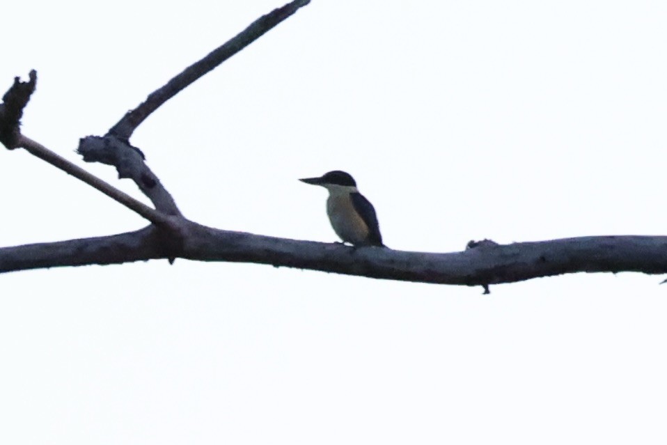 Melanesian Kingfisher - ML620777233