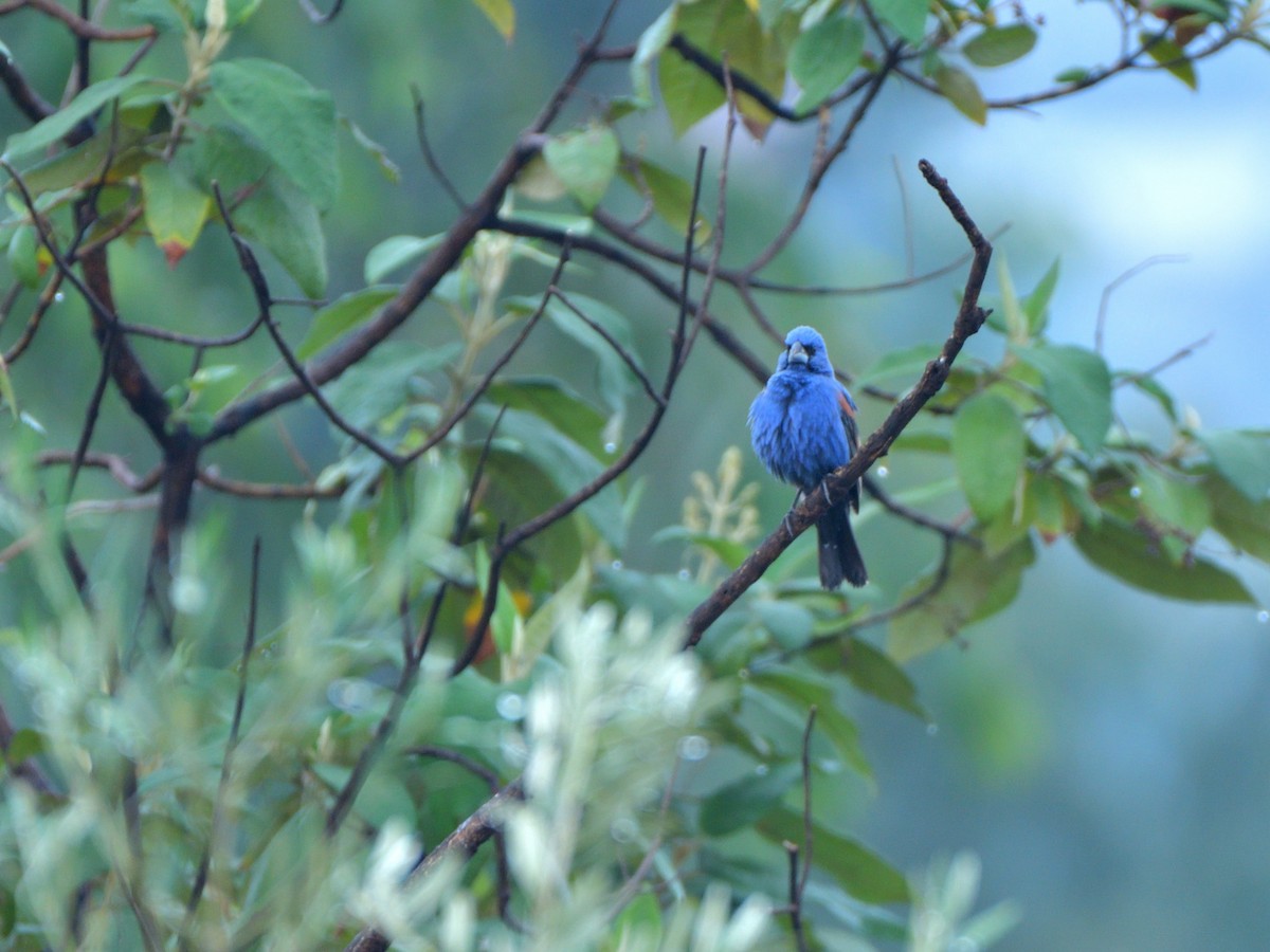 Blue Grosbeak - ML620777235